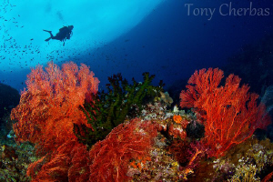 Nudi Rock, Misool by Tony Cherbas 